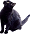 black-cat