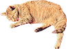 blown-cat