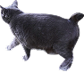 cat black